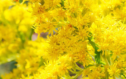 Златна пръчицa (Solidago virgaurea) Златна пръчицa (Solidago virgaurea)
